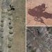 16,000 fossil footprints in central Bolivia reveal dinosaur behavior