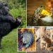 Hilarious winners of the Nikon Comedy Wildlife Awards 2025 announced: photos
