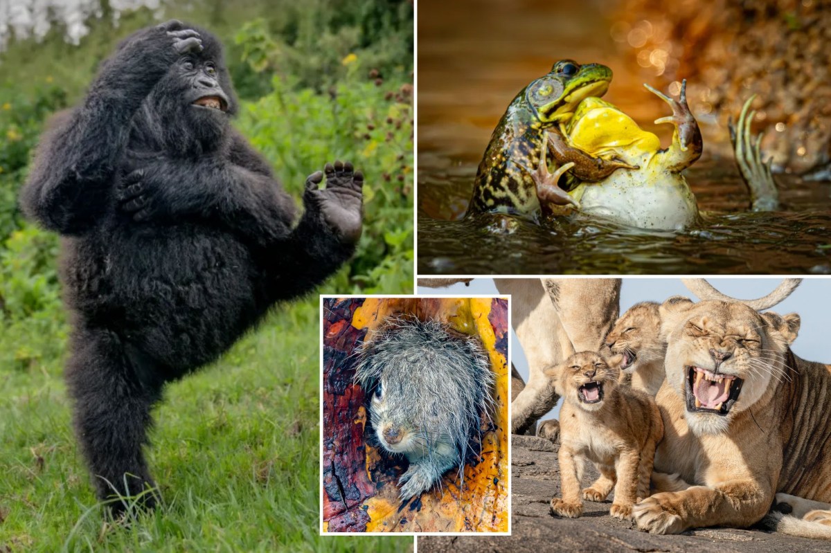 Hilarious winners of the Nikon Comedy Wildlife Awards 2025 announced: photos