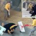 Bear attacks zookeeper during live show