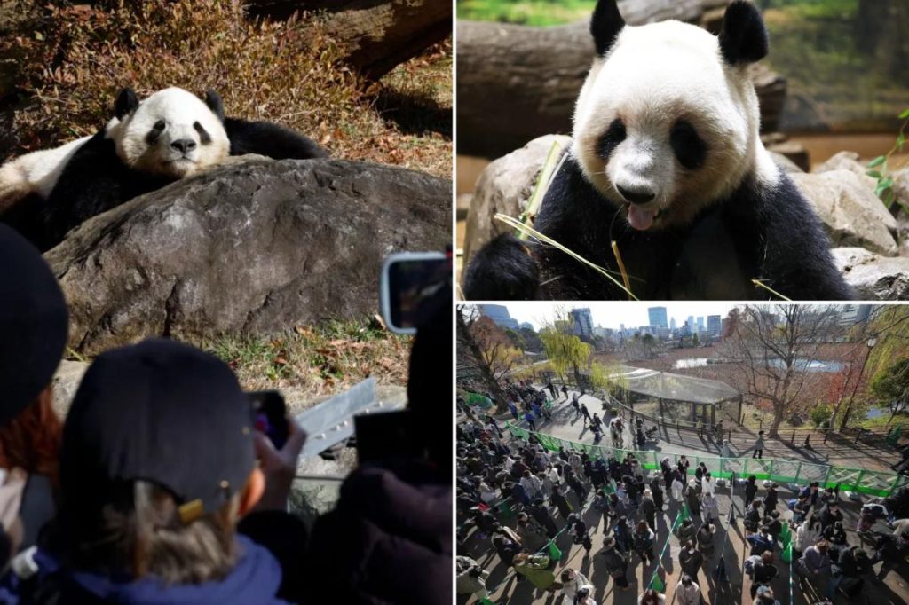 Thousands flock to Tokyo zoo to see the last 2 pandas in Japan before their return to China