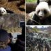 Thousands flock to Tokyo zoo to see the last 2 pandas in Japan before their return to China