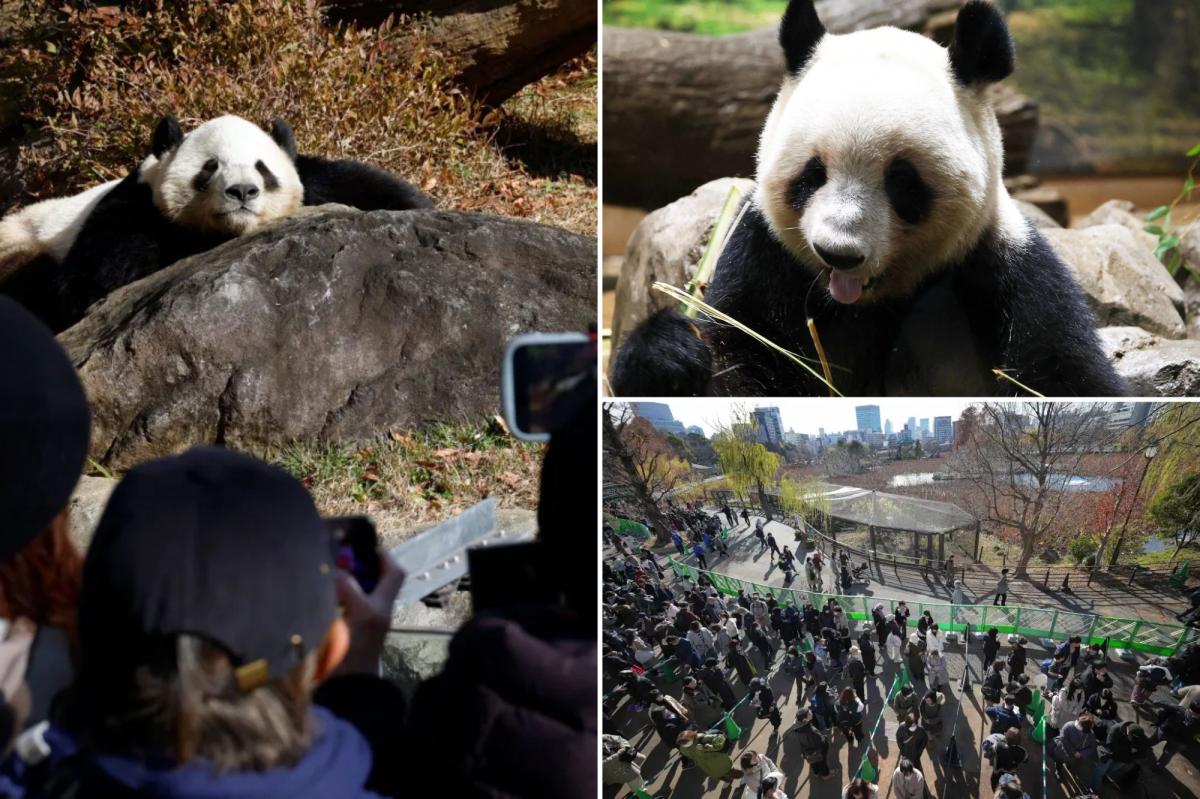 Thousands flock to Tokyo zoo to see the last 2 pandas in Japan before their return to China
