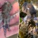 Clueless tourist vacationing in Philippines unknowingly handles world’s deadliest octopus