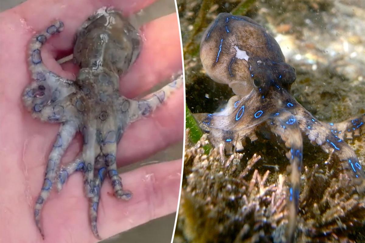 Clueless tourist vacationing in Philippines unknowingly handles world’s deadliest octopus
