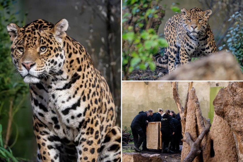Mother and son jaguar duo ‘retires’ at UK zoo: ‘Truly special animals’
