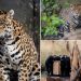Mother and son jaguar duo ‘retires’ at UK zoo: ‘Truly special animals’