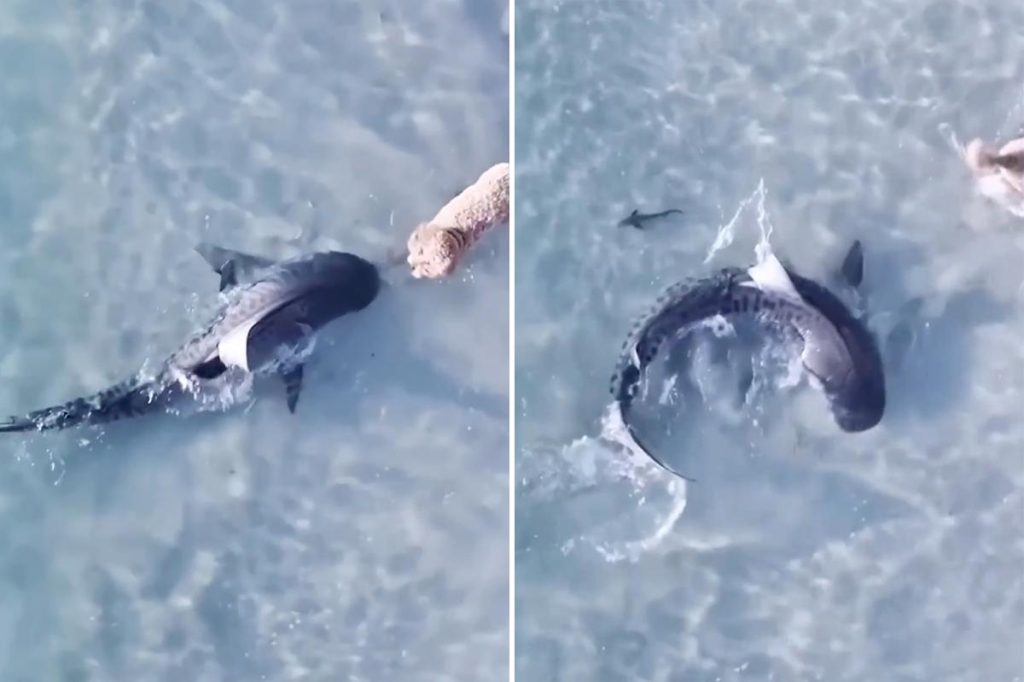 Heart-stopping moment dog comes face-to-face with shark