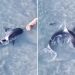 Heart-stopping moment dog comes face-to-face with shark