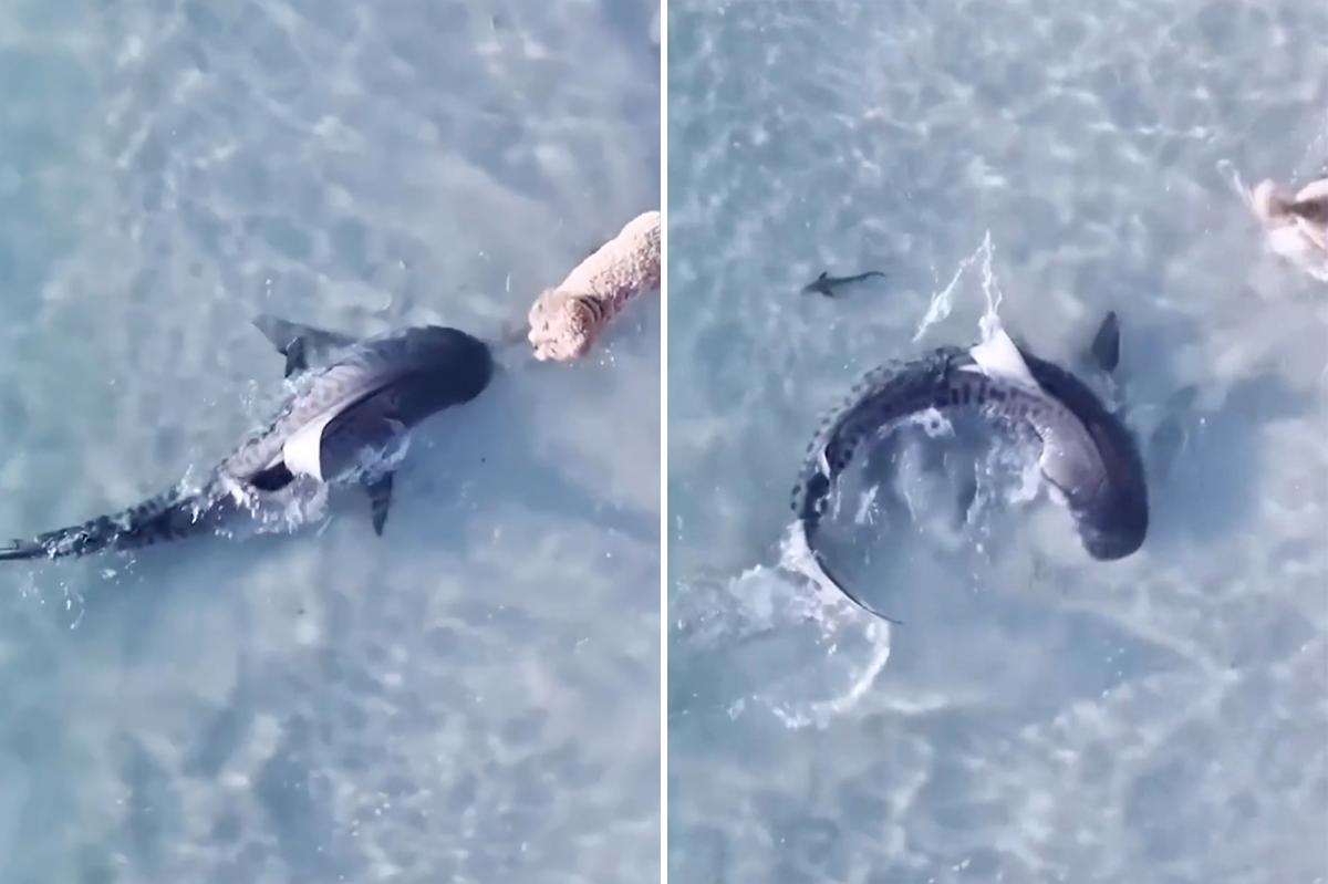 Heart-stopping moment dog comes face-to-face with shark