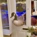 ‘Enormous’ goose barrels through woman’s front door, sending her into a panic thinking it was a thief