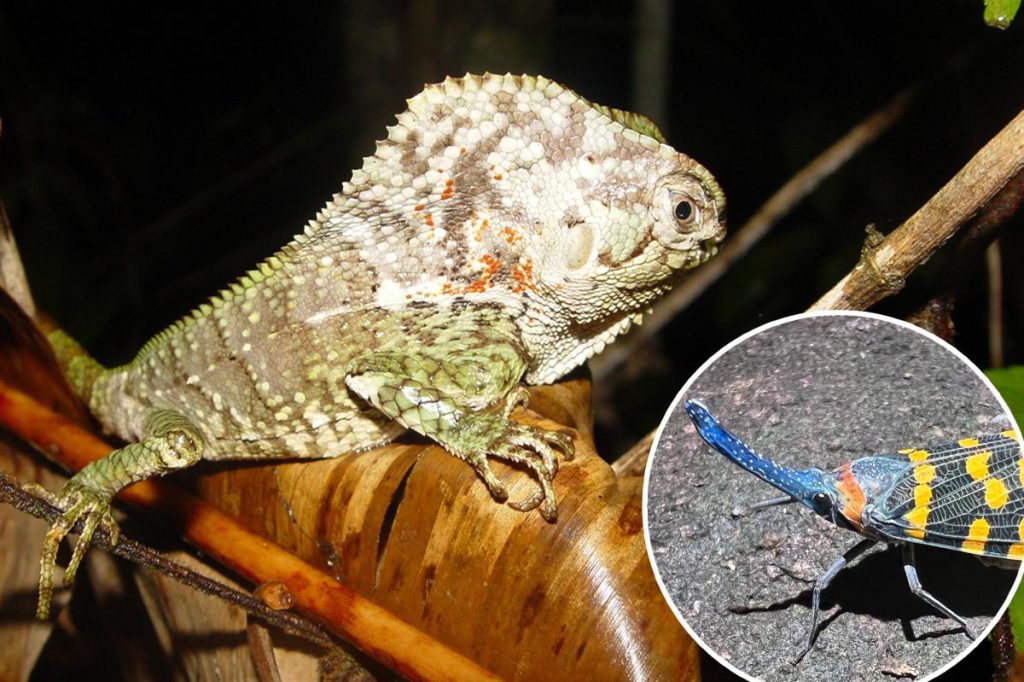 Thousands of new species being discovered every year — faster than ever before