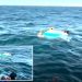Woman, 51, and boy, 17, rescued after three-hour paddleboarding ordeal off Melbourne