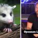 "Don't let anyone get away with calling this a prank": YouTuber seen flinging opossum into the air in now-deleted video