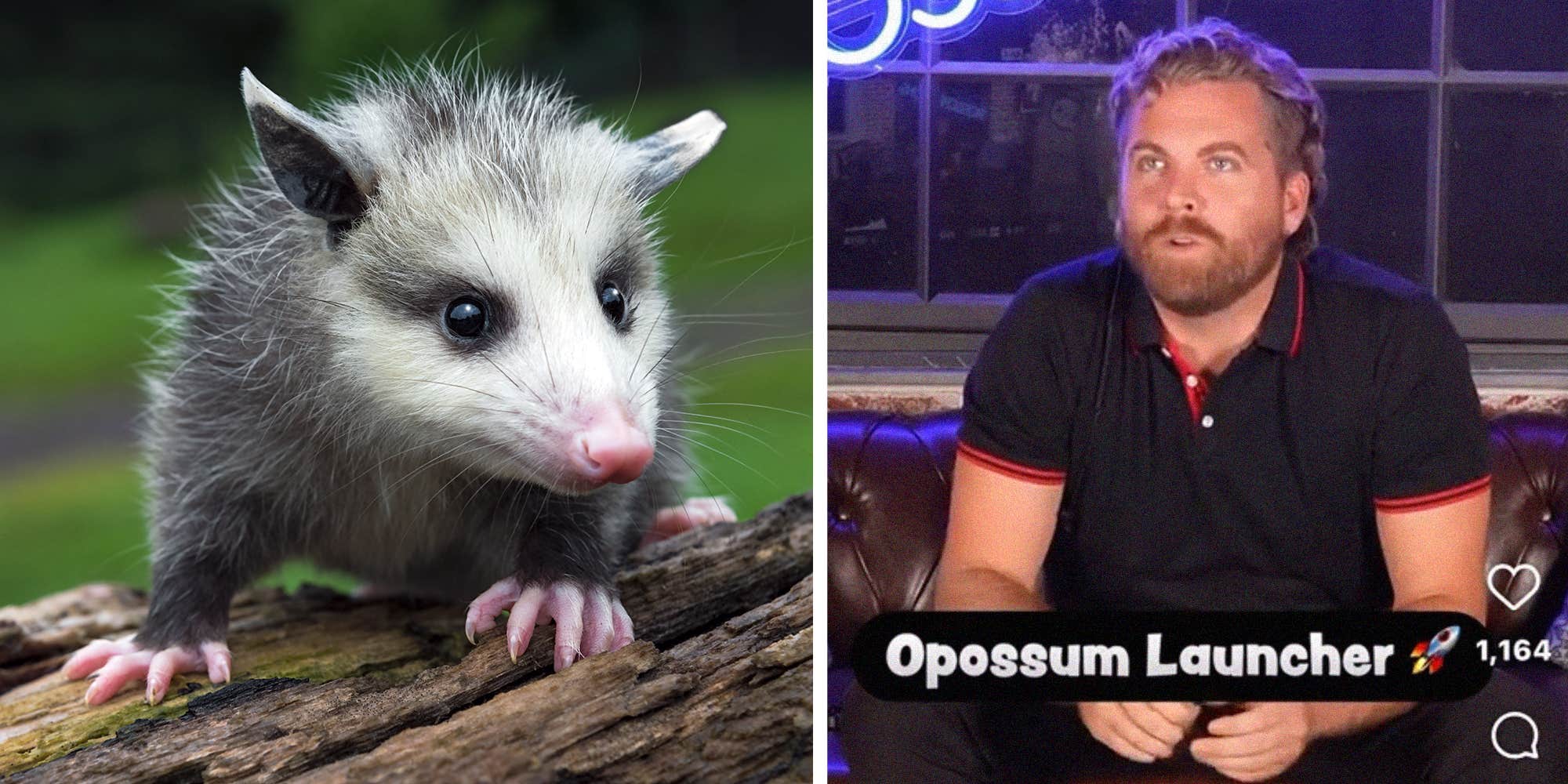 "Don't let anyone get away with calling this a prank": YouTuber seen flinging opossum into the air in now-deleted video