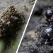 "Oh no! How could this happen?": YouTuber's "Ant War" footage sparks questions about manufactured drama on the platform