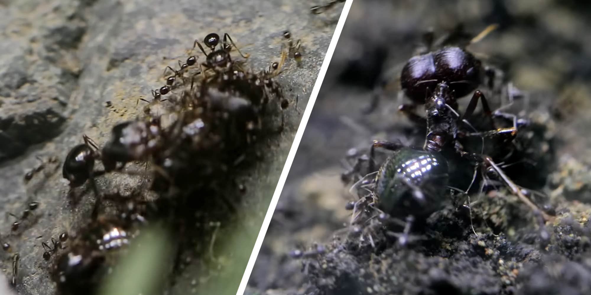 "Oh no! How could this happen?": YouTuber's "Ant War" footage sparks questions about manufactured drama on the platform