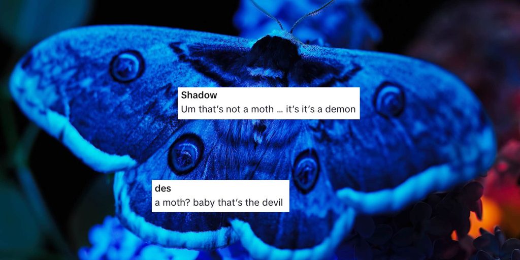 "You're telling me moths get that big?": The legend of the gigantic Kansas City moth terrorizes TikTok