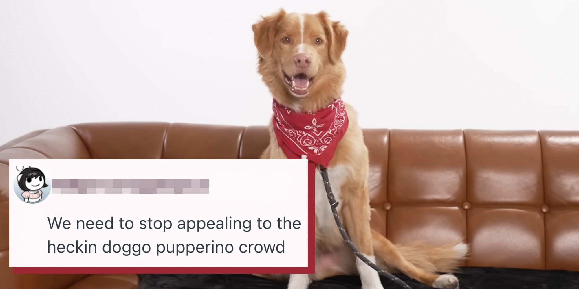 Indy, a Nova Scotia Duck Tolling retriever sitting on a brown couch. Reddit comment text overlay reads, "We need to stop appealing to the heckin doggo pupperino crowd."