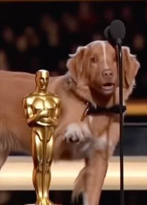 Indy the dog in front of a microphone with an oscar @indycoinonsol/TikTok