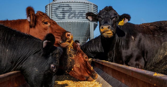 ‘Not a happy Trump supporter’: Cattle ranchers hit by push for lower beef prices