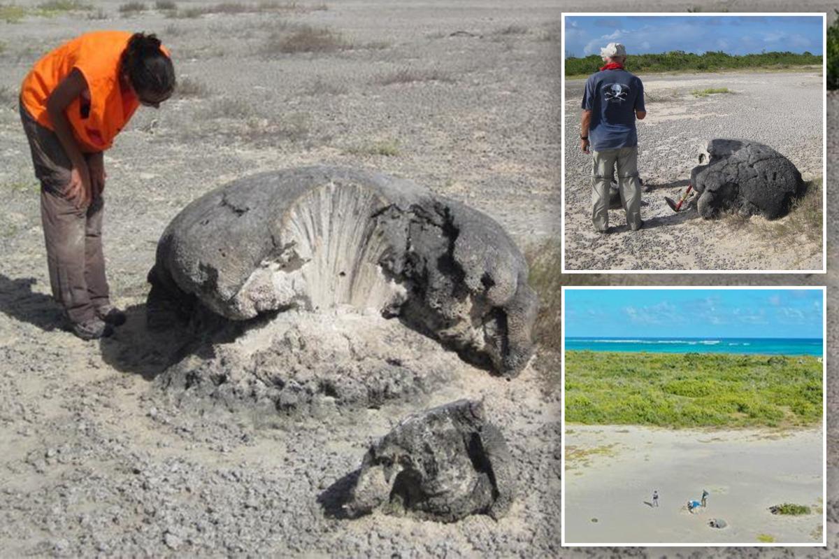 Coral skeletons left by major earthquake over 630 years ago serve as a warning for Caribbean region