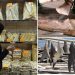 Sales of shark fins could lead to the ancient creatures being wiped out, critics say