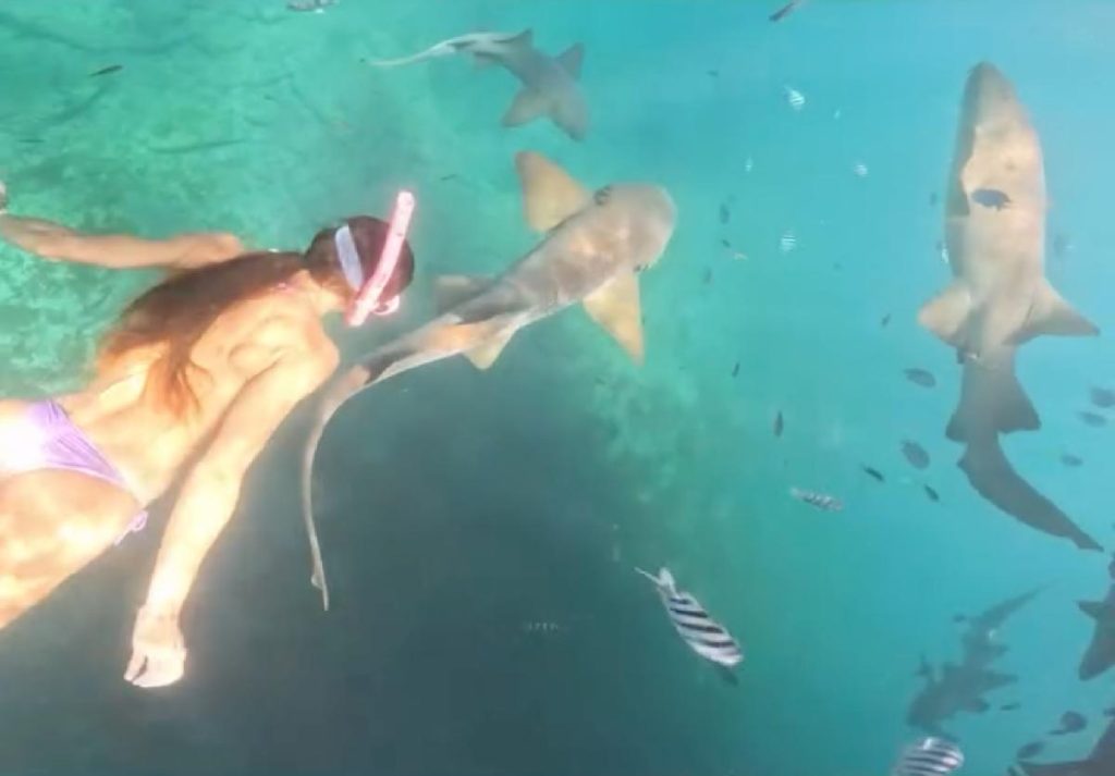 Gruesome video captures moment shark chomps on snorkeler’s thigh: ‘I felt him shaking my leg’