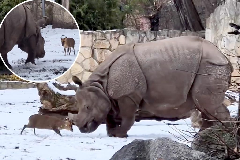 Tiny deer goes head-to-head with a 2-ton rhino at Polish zoo — incredible video shows who comes out on top
