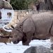 Tiny deer goes head-to-head with a 2-ton rhino at Polish zoo — incredible video shows who comes out on top