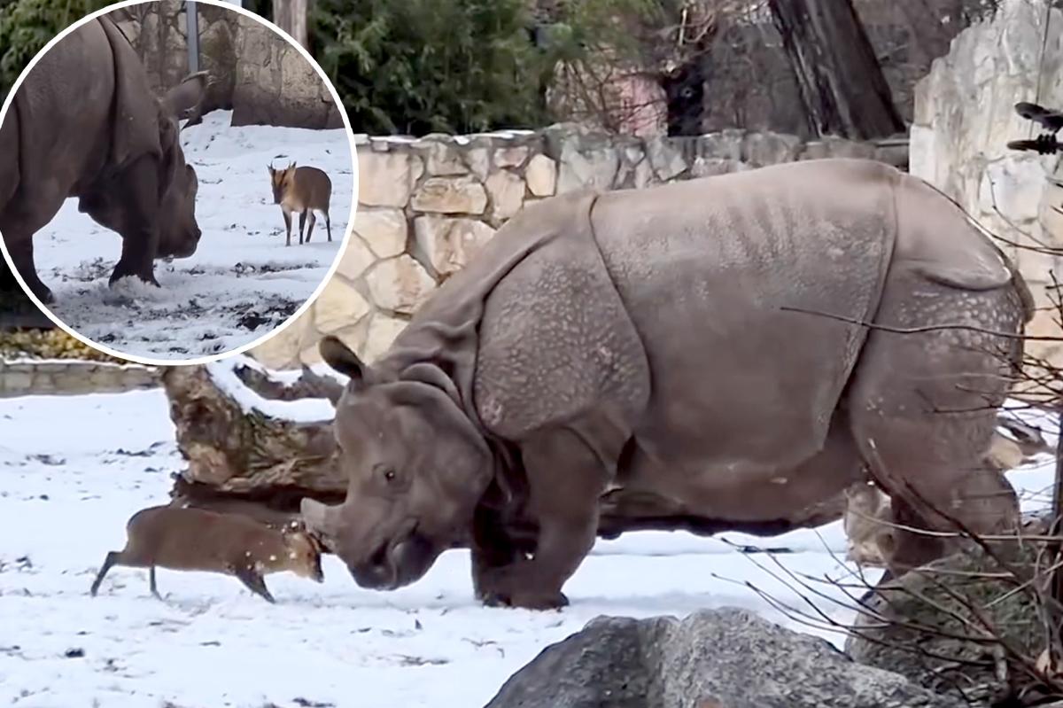 Tiny deer goes head-to-head with a 2-ton rhino at Polish zoo — incredible video shows who comes out on top