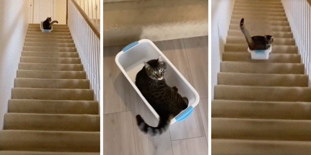 "Mission accomplished": Cat who surfs down the stairs in a laundry basket every day goes viral