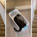 "Mission accomplished": Cat who surfs down the stairs in a laundry basket every day goes viral