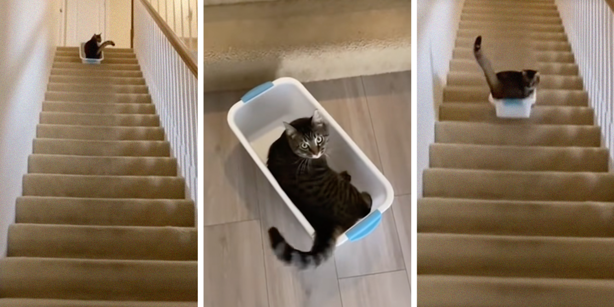 cat surfs down the stairs by itself