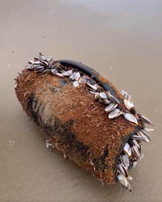 JBL speaker on the beach covered in barnacles.