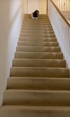 @tailbitpets/TikTok cat surfing down the steps